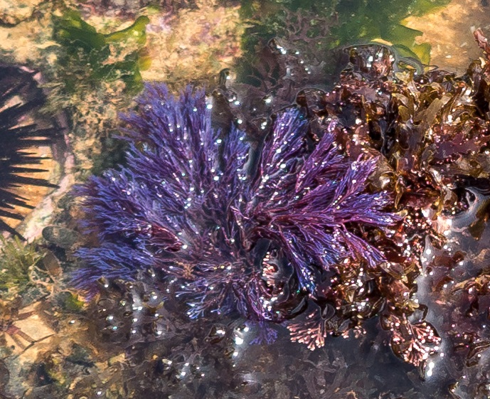 Você sabia que algumas algas podem brilhar??